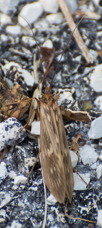 Lepidottero da identificare